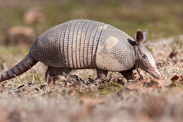 istock Armadillo walking in the winter, Arkansas 148790202