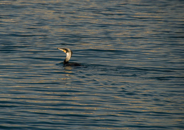 Bird swims to the sea in search of fish