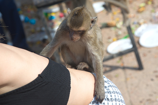 Female tourist is fun with monkeys. Because it climbing on her shoulders and head at Phra Phang Sam Yot in Lopburi Province , Middle of Thailand.