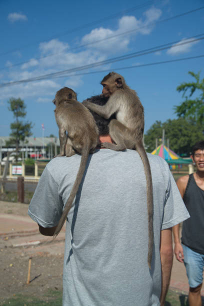 istock Male tourist having fun playing with a monkey. Because it climbed up the shoulder and head, mischievously and curiously. 1487902565