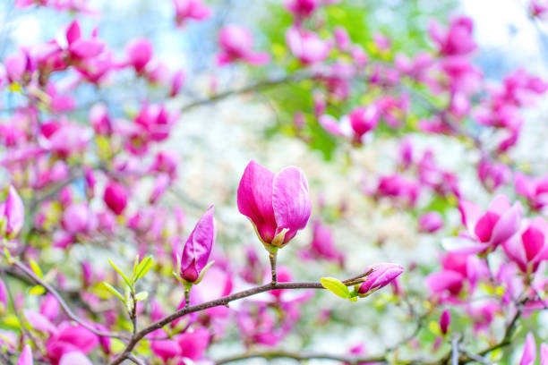 Beautiful springtime background: Delicate pink blossoms of a magnolia tree in bloom.