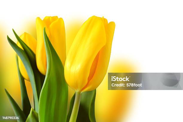 Túlipas - Fotografias de stock e mais imagens de Amarelo - Amarelo, Bouquet, Branco