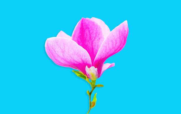 istock Blooming Magnolia Flower Isolated on Blue 1487903429