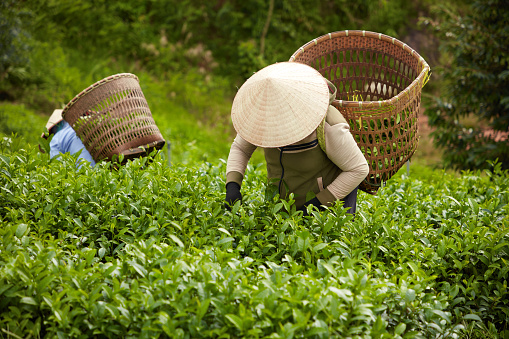 Tea workers collect tea buds to bring to the tea processing factory. They carry on their shoulders bamboo bags to hold tea. Green tea garden background