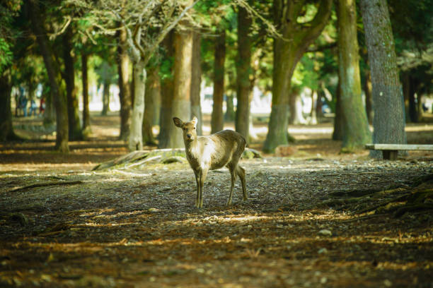 istock Deer walking in Nara Park 1487903630