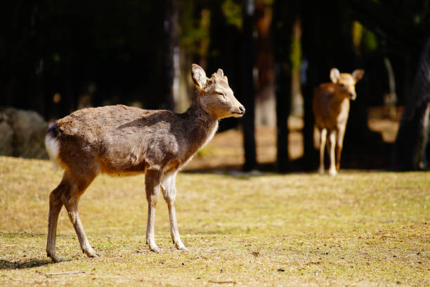 istock Deer walking in Nara Park 1487903855