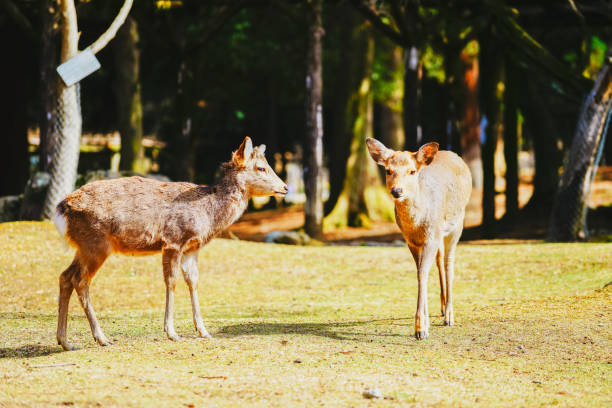 istock Deer walking in Nara Park 1487903868