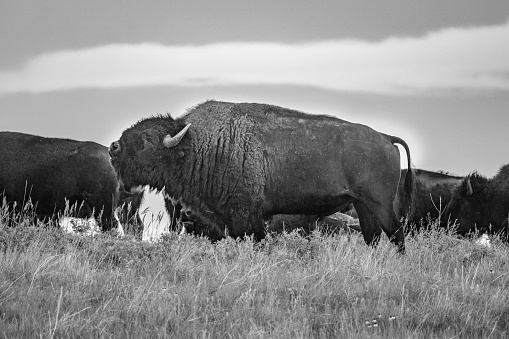 Sideview of a lone male bison close up detail shot.