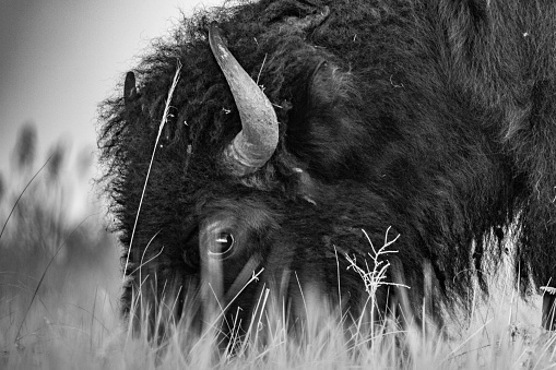 Sideview of a lone male bison close up detail shot.