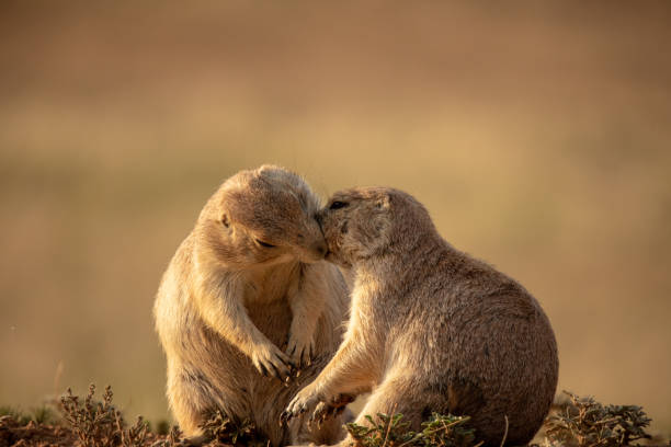 istock Prairie Dogs at Devils Towers National Monument kissing 1487904145