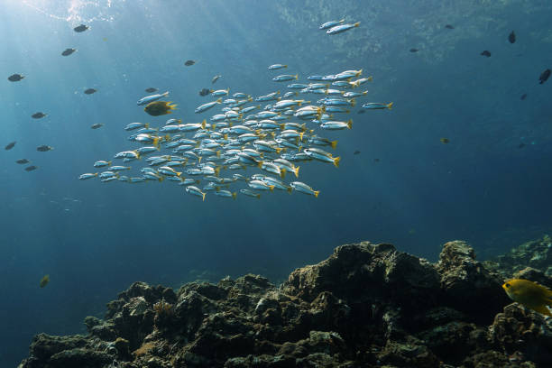 istock School of fish in beautiful rays of sunlight 1487904685