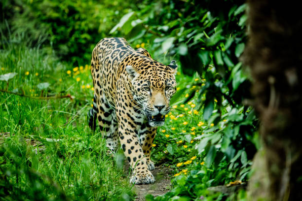 istock Cute Jaguar Looking for Food 1487904808