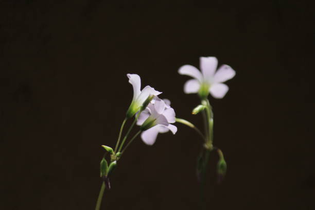istock Lily white flower in my garden 1487904833
