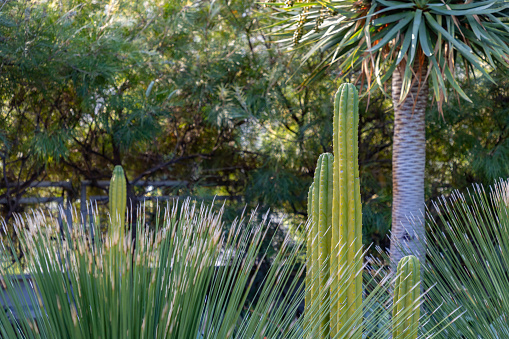 Prickly cactus plant growing