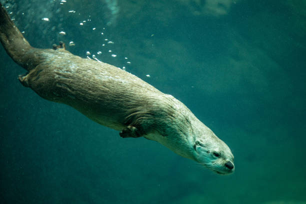 istock sea otter eating and swimming 1487904991