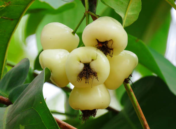 pommes malaises blanches sur branche. syzygium aqueum est une espèce de cerisier de la famille des syzygidae. ses noms communs incluent la pomme rose aqueuse, la pomme d’eau et le fruit de la cloche, et jambu dans plusieurs langues indiennes. - water apple photos et images de collection