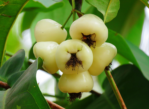 White malay apples on branch. Syzygium aqueum is a species of brush cherry tree. Its common names include watery rose apple, water apple and bell fruit, and jambu in several Indian languages.
