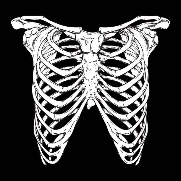 Vector illustration of Human ribcage hand drawn line art anatomically correct. White over black background vector illustration. Print design for t-shirt or halloween costume.