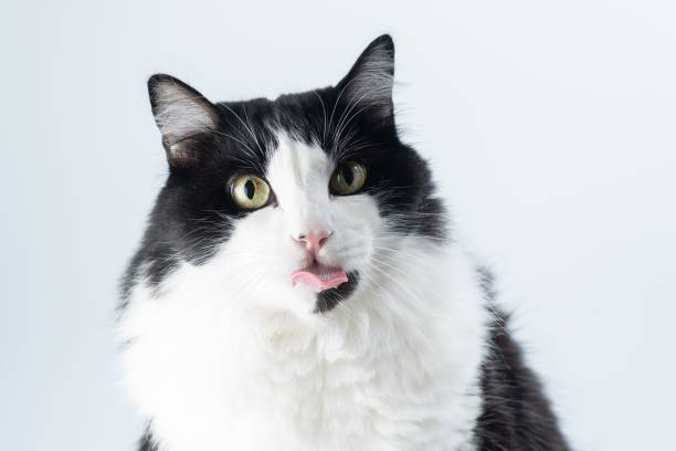 istock Black and white cat with green eyes on white background 1487906116