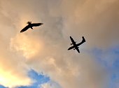 Airplane and Bird aerodynamic comparison
