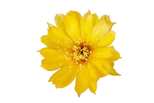 beautiful blooming pink and yellow cactus flower isolated on white background