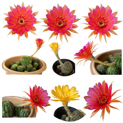 Big set of beautiful blooming pink and yellow cactus flower isolated on white background