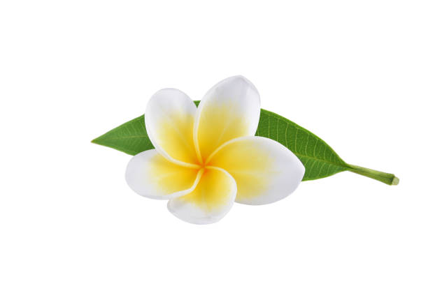 Frangipani flowers with leaves isolated on white