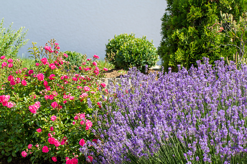 Beautiful lavender bush and roses