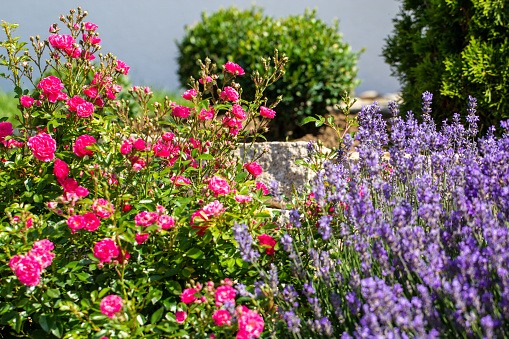 Beautiful lavender bush with roses in the background