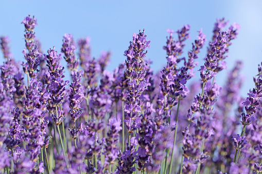 Beautiful lavender bush in the garden with blue background