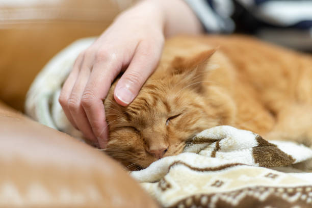 istock I like cats Brown tabby cat 1487911526