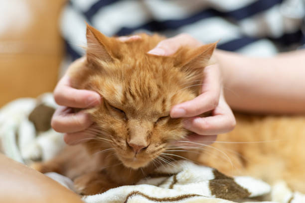 istock I like cats Brown tabby cat 1487911534