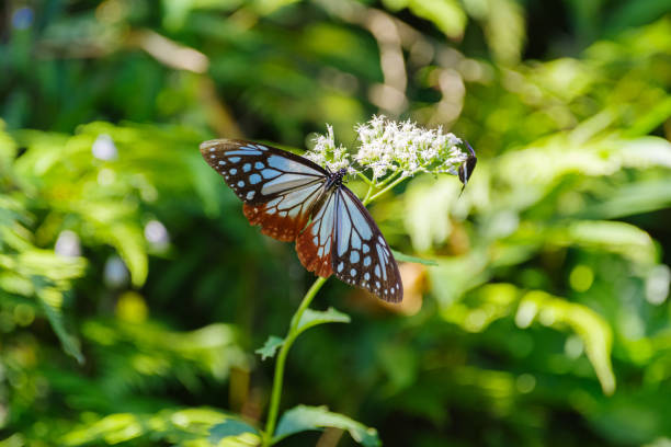 Traveling butterfly asagimadara