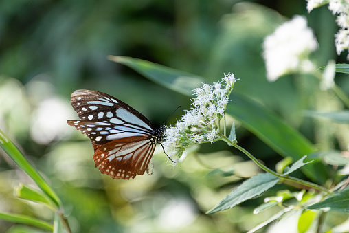 Junonia in the family of Nymphalidae .Brown pansy resting on top of a leaf.