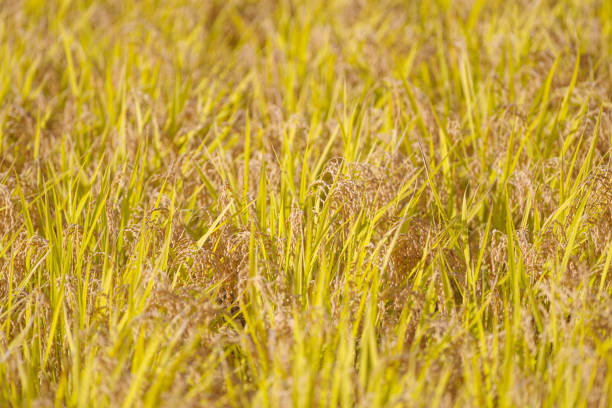 Ear of rice near harvest