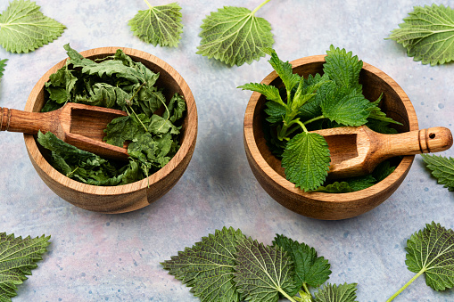Fresh and dried nettle leaves in mortar with wooden spoon. Homeopathic herbs.