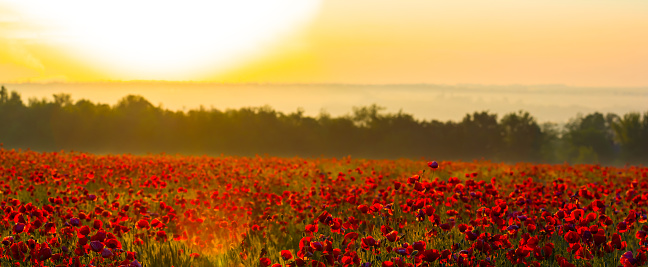 field with red poppy flowers in light of early morning sun