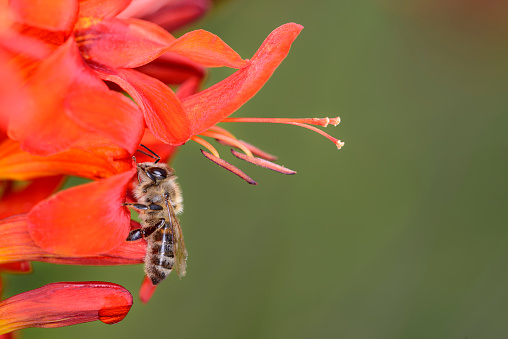 Bee - Apis mellifera - pollinates a blossom of the the garden montbretia - Crocosmia Lucifer