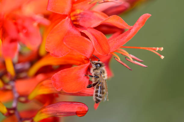 Bee - Apis mellifera - pollinates a blossom of the the garden montbretia - Crocosmia Lucifer
