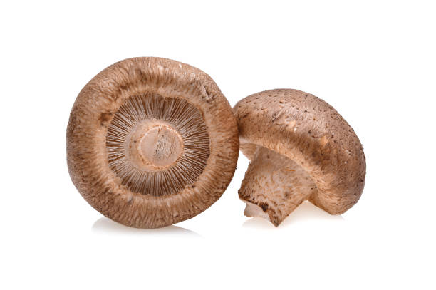 istock Shiitake mushroom on the White background 1487913020