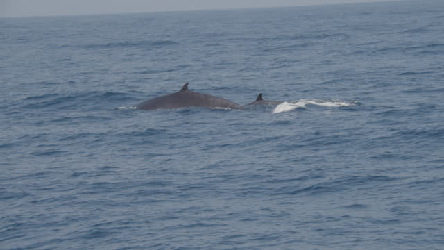 Adult Fin Whale and Calf Resurfacing During Whale Watching