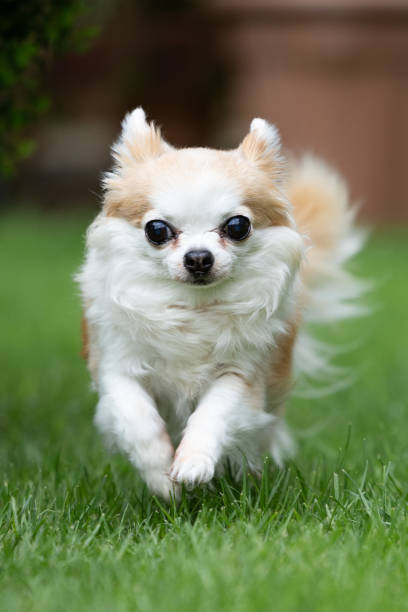 istock Cute Long haired chihuahua 1487913068