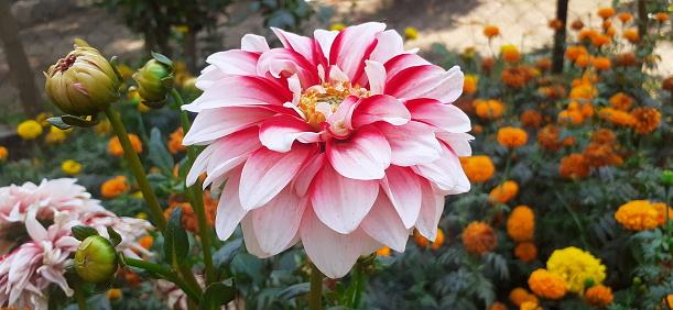 Detailed close up of a vibrant orange colored Dahlia flower in full bloom, glowing in bright sunlight