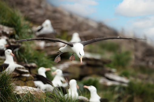 Close up of Black-browed Albatrosses in flight over colony of albatrosses in the Falkland Islands.