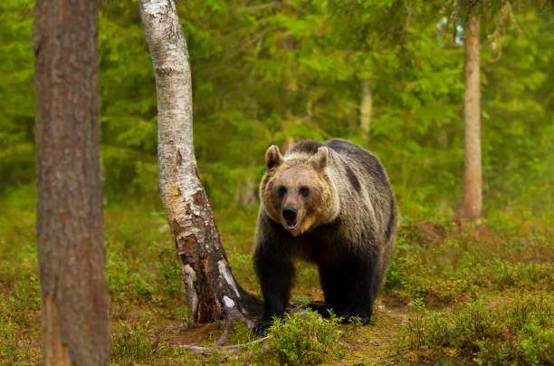 istock Eurasian Brown bear standing by the tree in a forest 1487914141