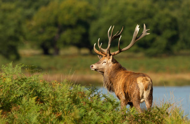 istock Red deer stag standing in bracken near a pond 1487914155