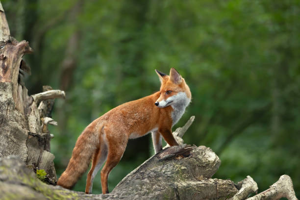 istock Close up of a Red fox in a forest 1487914189