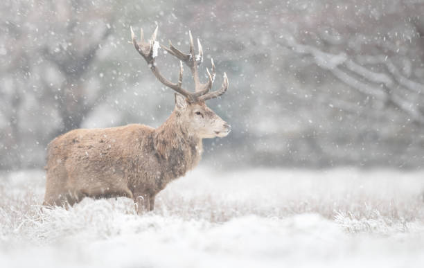 istock Red deer stag in the falling snow in winter 1487914261