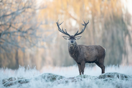 Close up of a Red deer stag in winter, UK.