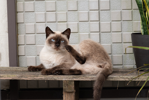 cat relaxing on a bench